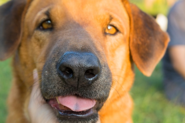 bruine hond camera kijken.