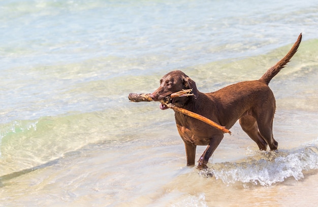 Bruine hond die een stok draagt tijdens het wandelen op het strand