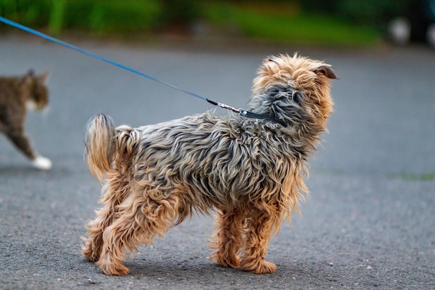 Foto bruine hond die op de weg staat