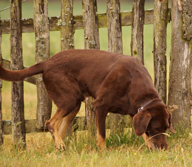 Foto bruine hond in een veld