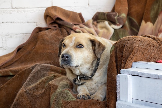 Bruine hond met slappe oren close-up portret