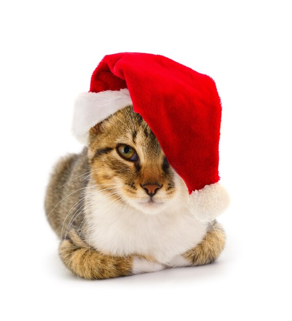 Bruine huiskat in een rode kerstmuts