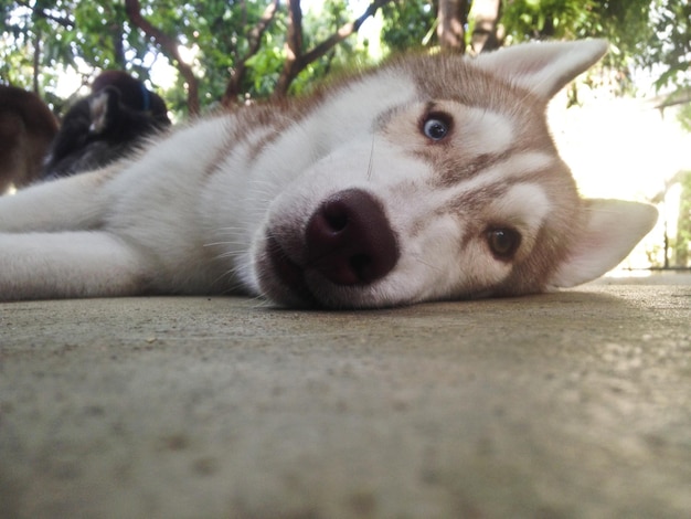 Bruine husky ging nieuwsgierig liggen en keek