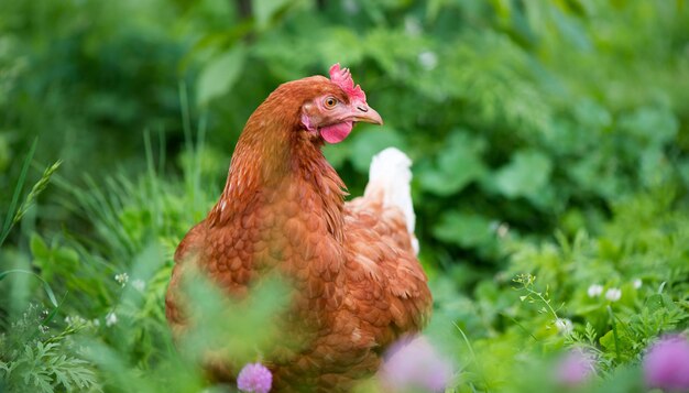 Bruine jonge kip in de tuin loopt op het gras.