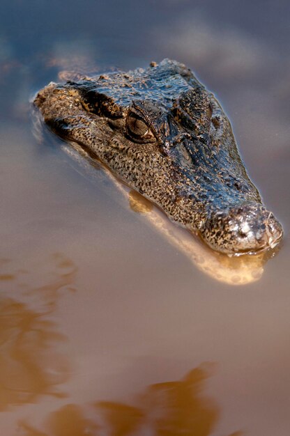 Bruine kaaiman Kaaiman crocodilus fuscus Los LLanos Venezuela Zuid-Amerika