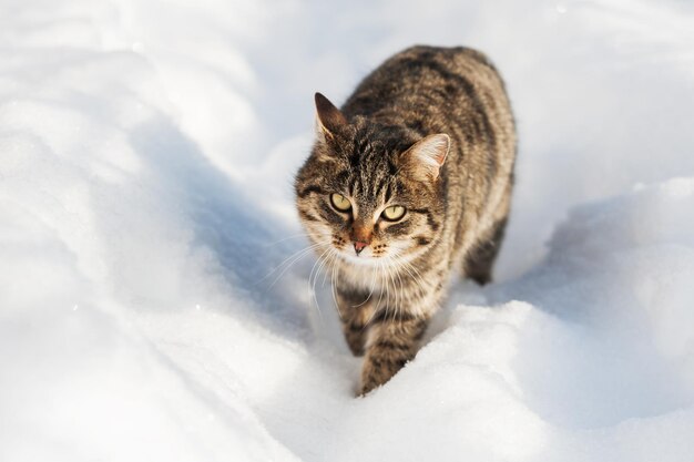 Bruine kat die in de sneeuw loopt