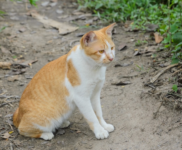 Bruine kat in de tuin