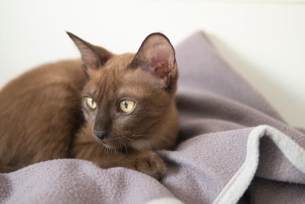 Bruine kat ontspannen op deken op bed met nieuwsgierig gezicht in comfortabele sfeer