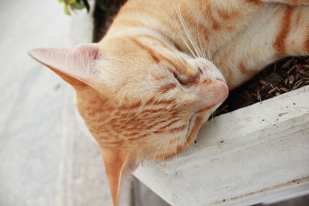 Bruine kattenslaap