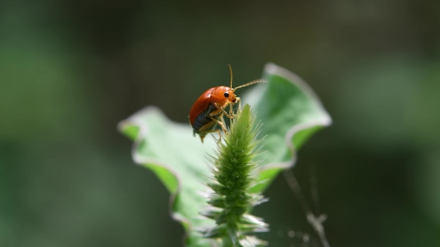 Bruine kever op een groen blad