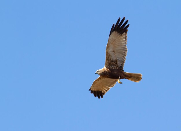 Bruine kiekendief Circus aeruginosus Een vogel vliegt tegen een blauwe lucht