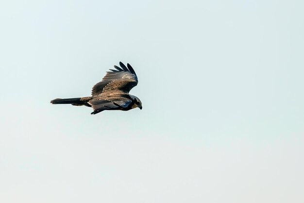 Bruine kiekendief tijdens de vlucht (Circus Aeruginosus)