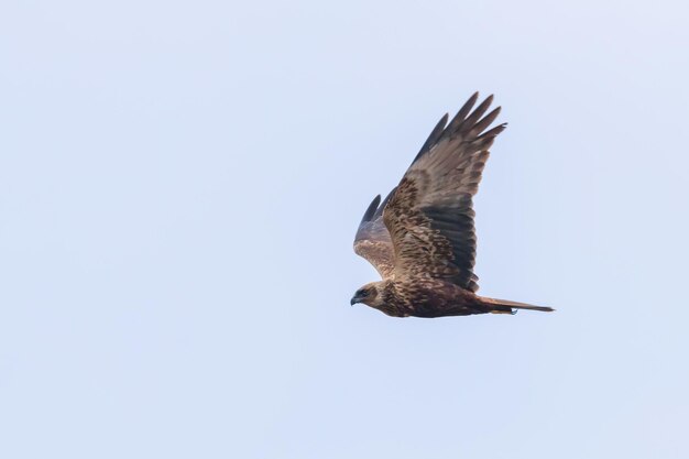 Bruine kiekendief tijdens de vlucht (circus aeruginosus)