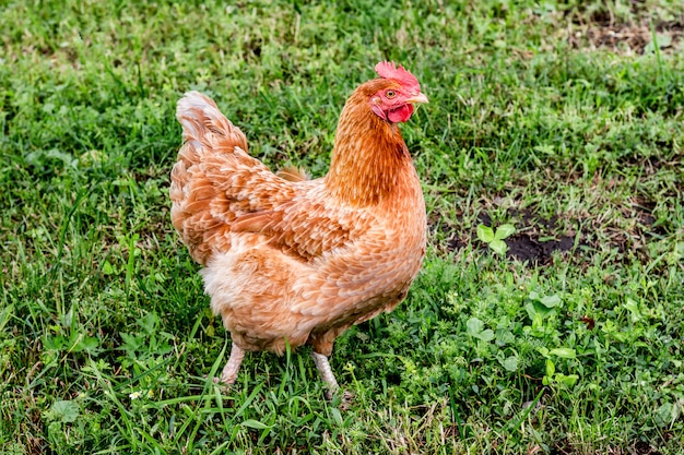 Bruine kip gaat op het gras. fokken van kippen in een boerderij