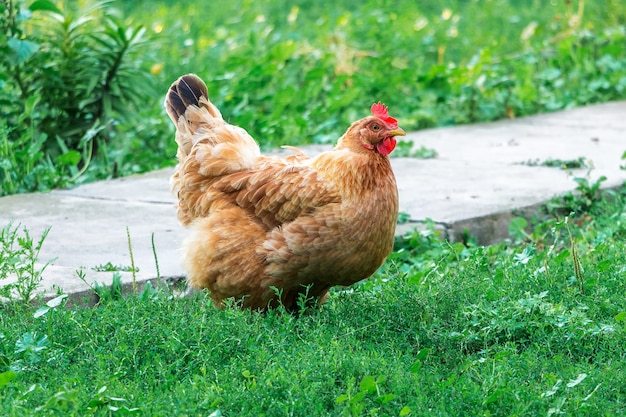 Bruine kip in de tuin van de boerderij. Teelt van pluimvee