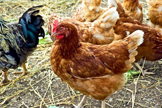 Bruine kip in vergelijking met andere kippen, een haan en een geel stro en zwarte aarde