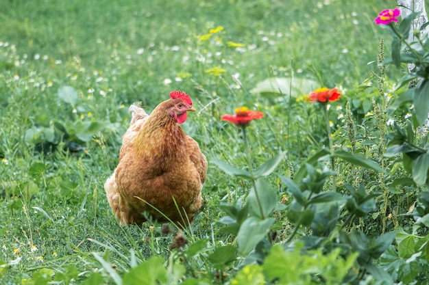 Bruine kip op een boerderij in de tuin onder rode flowers_