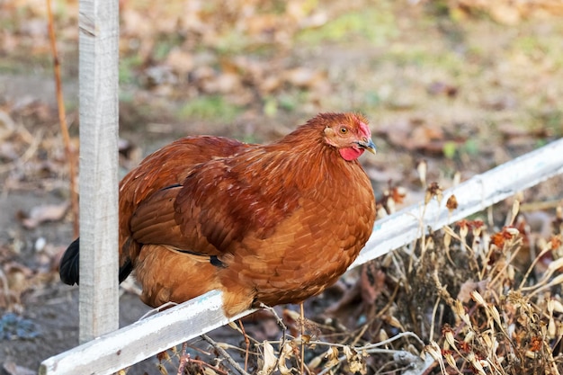 Bruine kip zittend op een dwarsbalk in de tuin op de boerderij Fokken van kippen