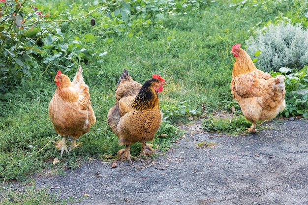 Bruine kippen in de boerderijtuin