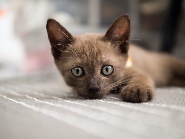 Bruine kitten kat schattig en speels huisdier