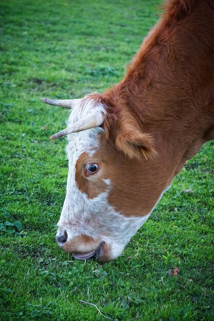 Foto bruine koe graast in de weide