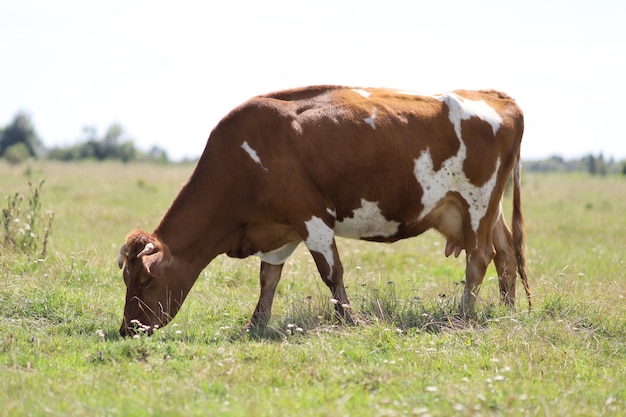 Bruine koe graast in de zomer op het gras