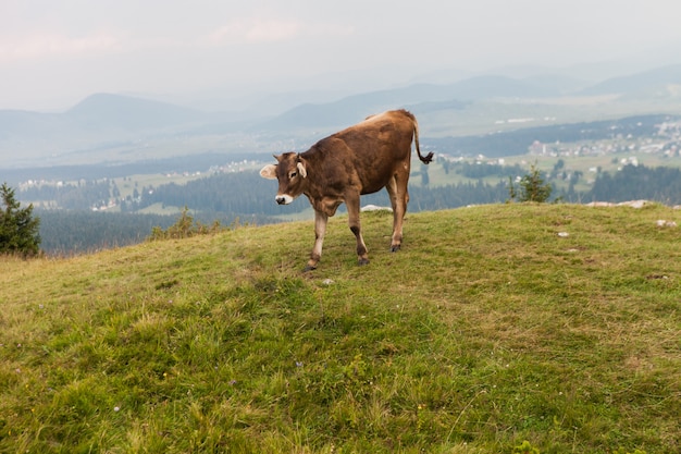 Bruine koe grazen in een hoge weide van de vallei. jonge stier in de berg weide in Nationaal park Durmitor, Montenegro.