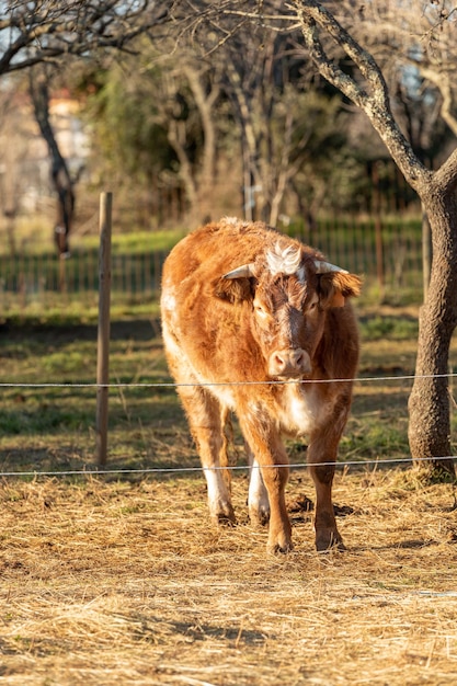 Bruine koe in een omheining die recht vooruit kijkt
