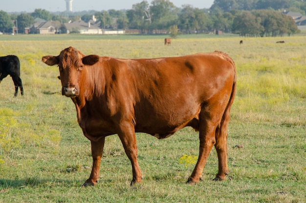 Foto bruine koe in het groene veld