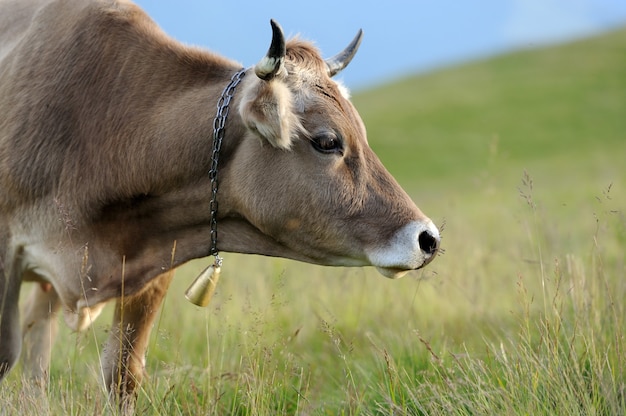 Bruine koe op bergweide. Zomerdag