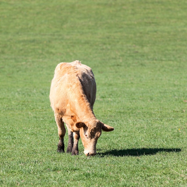 Bruine koe op de groene weide