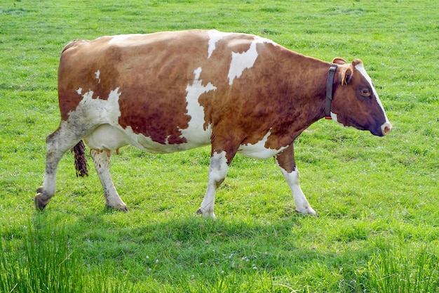 Bruine koe op groen veld