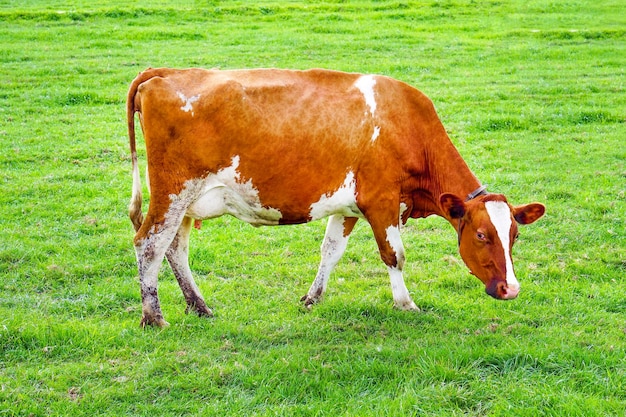 Bruine koe op groen veld