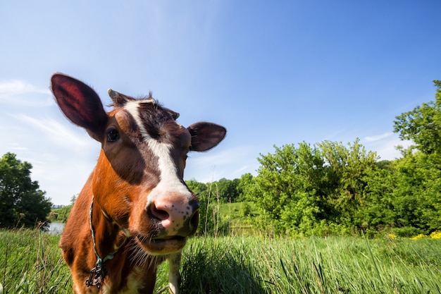 Bruine koe op groene weide