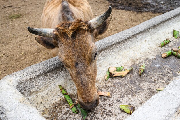 Bruine koe, stier op de boerderij eten van groene bananen. Canarische eilanden, Tenerife