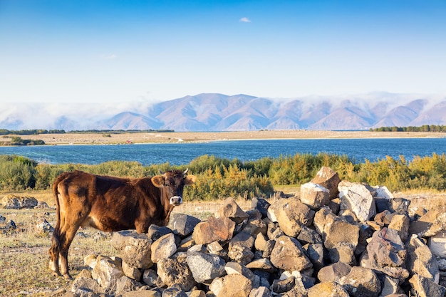Bruine koe tegen mooi landschap met meer Sevan en bergen in Armenië