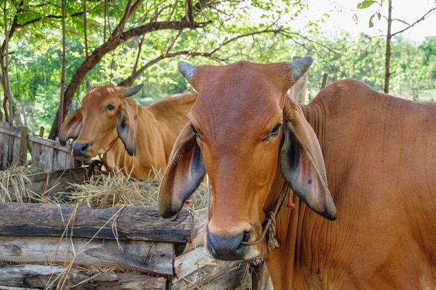 Bruine koeien op een landelijke boerderij