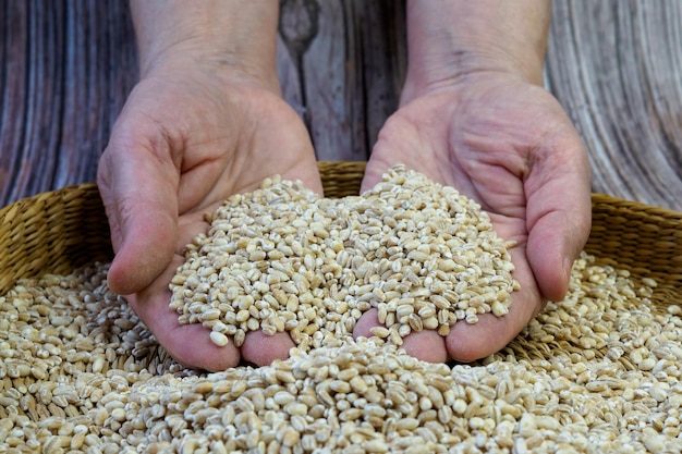 Bruine kom vol Alkmaarse gort Handen vol Parelgort Gezond eten en vegetarisch concept