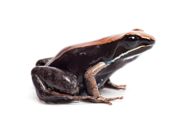 Bruine mantella, Mantella betsileo, voor witte achtergrond