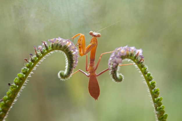 Foto bruine mantis op varens en bladeren