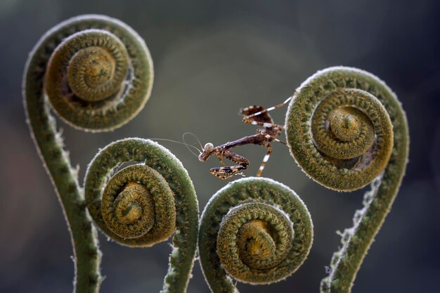 Foto bruine mantis op varens