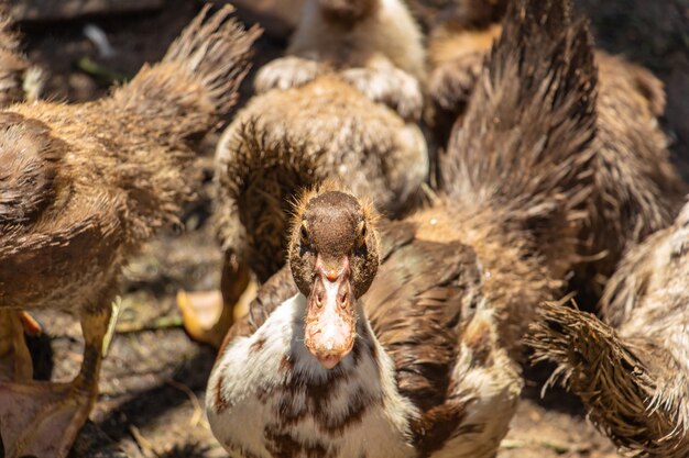 Bruine muskuseenden op het boerenerf veel pluimvee