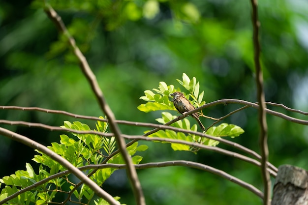 Bruine musvogel hangt aan de kleine tak met een donkere groene achtergrond wazig.