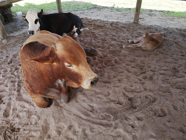 Bruine os liggend in schuur op landelijke boerderij..