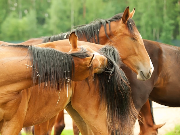 Foto bruine paarden in de open lucht