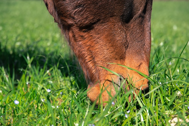 Bruine paardmond die groen helder gras in paradijspaddock eet tijdens de lente