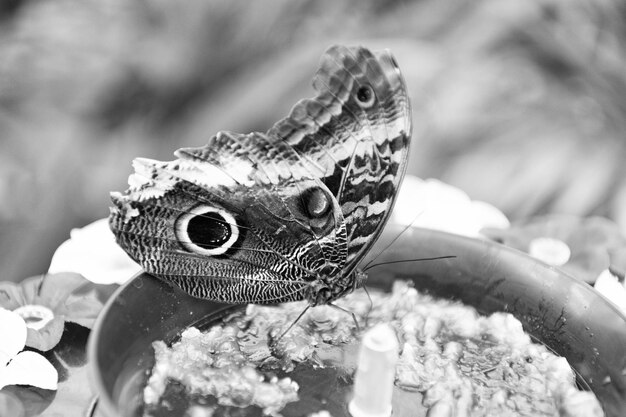 Bruine pauwvlinder zomer gevleugeld insect zittend in kom op wazige natuur natuurlijke achtergrond