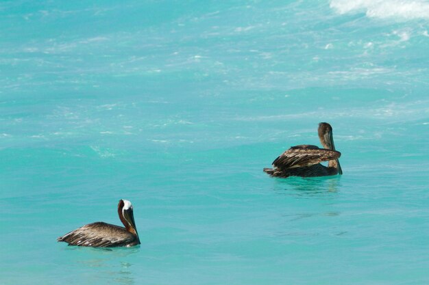 Bruine pelikaan in Caribische zee.