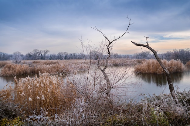 Bruine planten en gedroogde bomen aan het meer