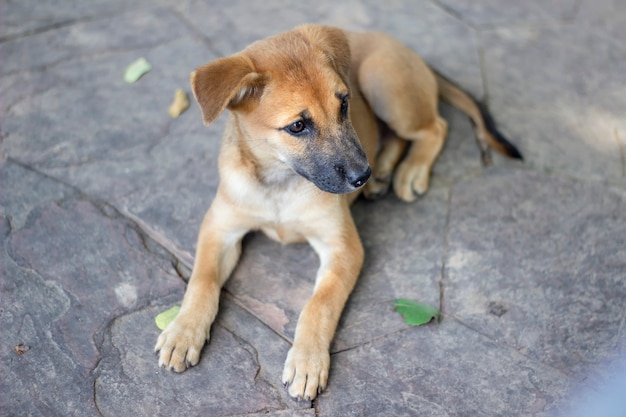 Bruine pups op de grond liggen, Zwerfhond